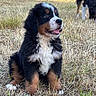 bernese_mountain_dog, puppy, dog, animal, outdoor, grass, dry_grass, nature, cute, fluffy, pet, canine, sitting, happy, playful, companion, brown, black, white, fur