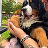 Olaf participe au concours pour gagner de l'argent avec cette photo : puppy, dog, bernese_mountain_dog, pet, animal, cute, playful, person, hand, tattoo, bracelet, stick, outdoor, garden, greenery, flower_pot, window, house, fur, closeup