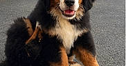 Olaf participe au concours pour gagner de l'argent avec cette photo : puppy, bernese_mountain_dog, dog, animal, pet, sitting, outdoor, asphalt, fur, black_fur, brown_fur, white_fur, happy, cute, young, canine, portrait, building, door, closeup