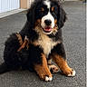 puppy, bernese_mountain_dog, dog, animal, pet, sitting, outdoor, asphalt, fur, black_fur, brown_fur, white_fur, happy, cute, young, canine, portrait, building, door, closeup