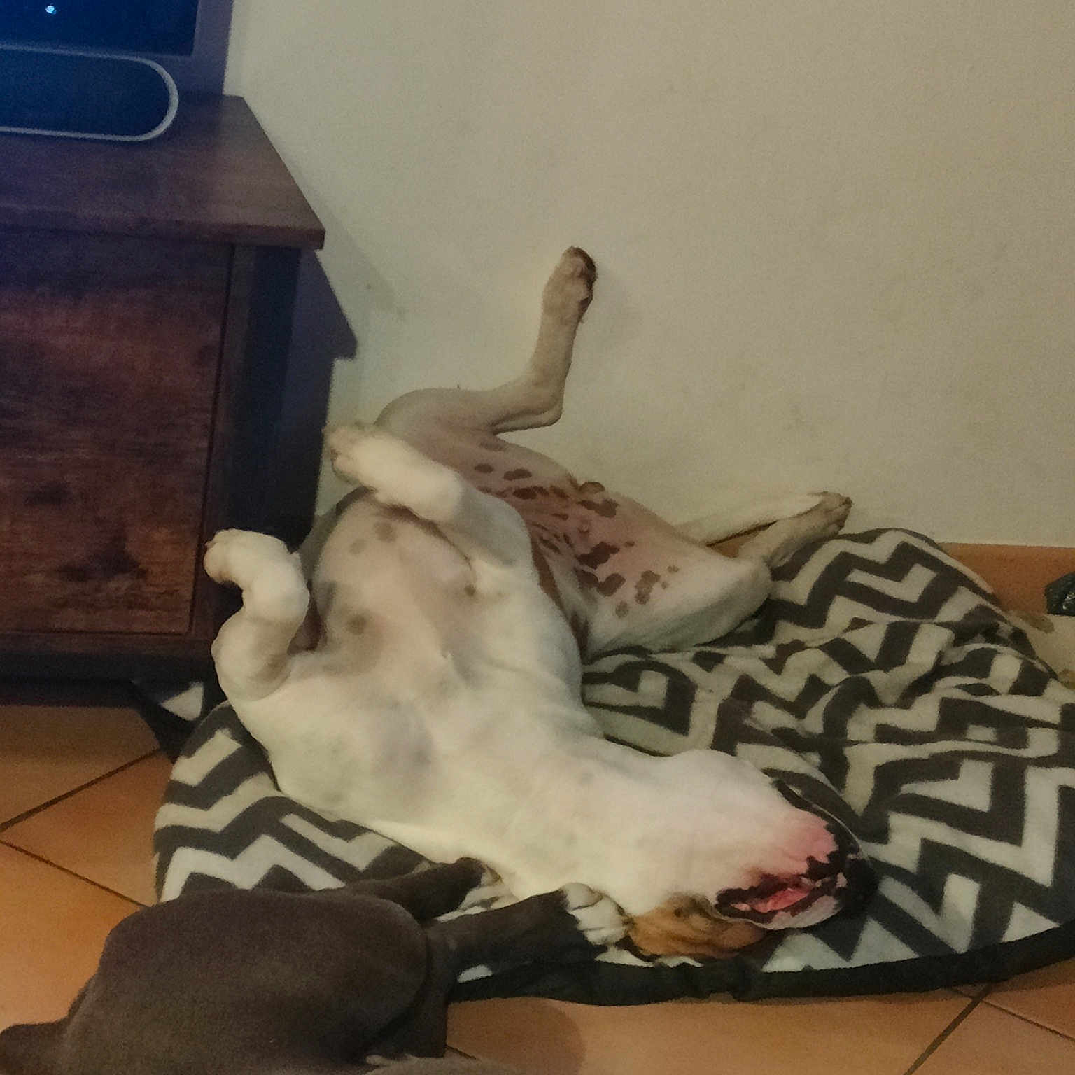 Raika