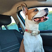 Raïka Et Chichi participe au concours pour gagner de l'argent avec cette photo : dog, canine, pet, car_interior, seat, collar, window, happy, tongue_out, ears_up, side_view, travel, vehicle, domestic_animal, companion, mammal, sitting, looking_out, daylight, transportation
