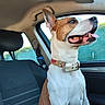 dog, canine, pet, car_interior, seat, collar, window, happy, tongue_out, ears_up, side_view, travel, vehicle, domestic_animal, companion, mammal, sitting, looking_out, daylight, transportation