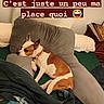 Raïka Et Chichi participe au concours pour gagner de l'argent avec cette photo : dog, cat, bed, blanket, cushion, indoor, resting, sleeping, furniture, decor, heart, brown_and_white_dog, curious_cat, colorful_blanket, wooden_furniture, cozy, relaxation, pet, domestic, animal
