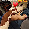 Raïka Et Chichi a rejoint le concours — aidez-le/la à gagner de superbes lots ! dog, sleeping, bed, blanket, brown_and_white_dog, small_dog, indoor, resting, cozy, furniture, wooden_stool, clothing, tile_floor, collar, pets, animal, cute, companionship, relaxation, text_overlay