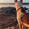 dog, animal, outdoor, rock, water, sunset, collar, leash, nature, landscape, pet, canine, evening, scenic, shore, reflection, sky, fur, view, calm