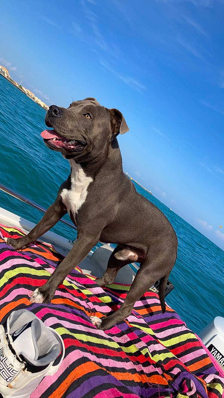 Le S participe au concours pour gagner de l'argent avec cette photo : canidae, carnivore, collar, companion_dog, dog, dog_breed, dog_collar, dog_supply, fashion_accessory, fawn, gun_dog, leash, leisure, liver, pet_supply, sky, snout, sporting_group, water, working_animal