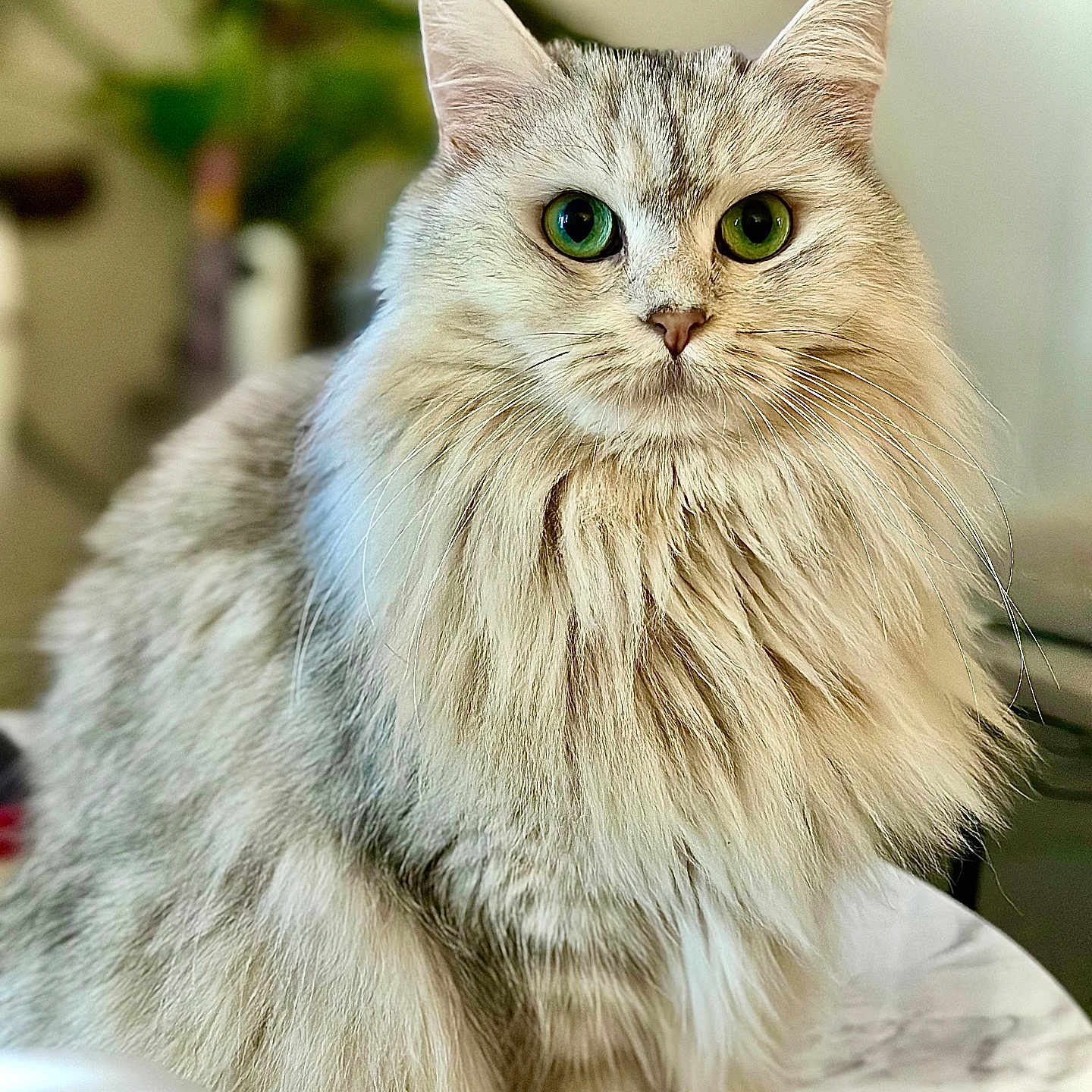 Roxy a rejoint le concours — aidez-le/la à gagner de superbes lots ! animal, background_blur, cat, close_up, cute, domestic_animal, ears, feline, fluffy, fur, green_eyes, houseplant, indoor, long_hair, marble, pet, portrait, sitting, table, whiskers