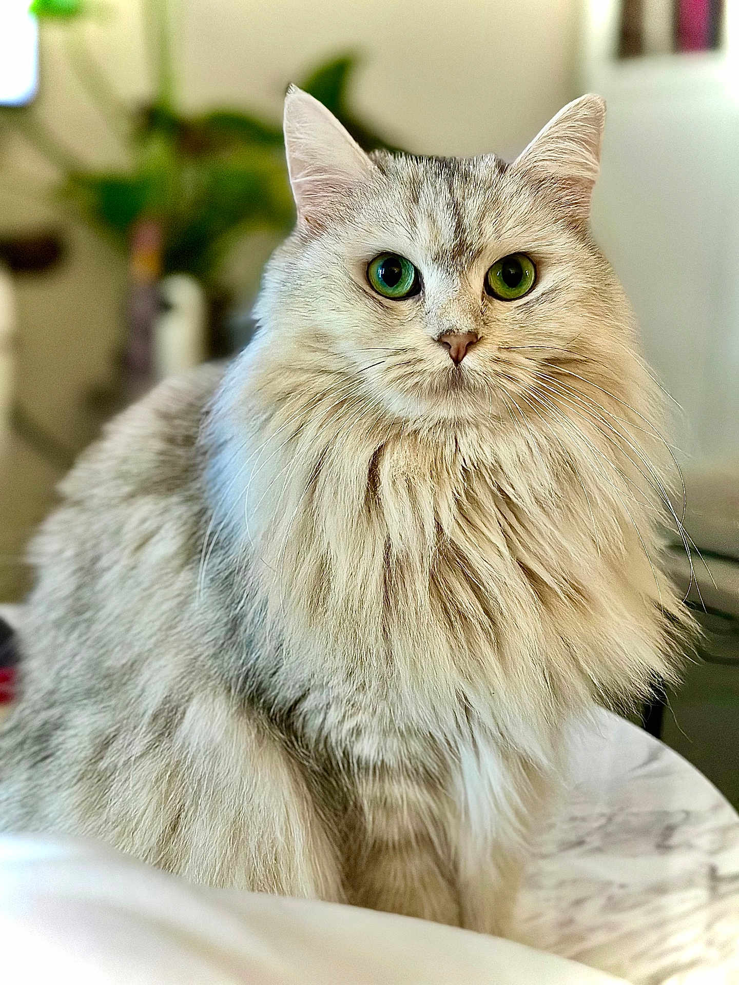 Roxy a rejoint le concours — aidez-le/la à gagner de superbes lots ! cat, fluffy, green_eyes, indoor, pet, feline, long_hair, table, marble, close_up, portrait, domestic_animal, whiskers, ears, fur, animal, cute, sitting, houseplant, background_blur