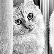 Roxy a rejoint le concours — aidez-le/la à gagner de superbes lots ! cat, curious, peeking, whiskers, fur, black_and_white, portrait, window, curtain, closeup, animal, pet, indoor, soft_light, eyes, cute, feline, mammal, cozy, quiet