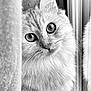 cat, curious, peeking, whiskers, fur, black_and_white, portrait, window, curtain, closeup, animal, pet, indoor, soft_light, eyes, cute, feline, mammal, cozy, quiet