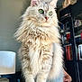 cat, fluffy, green_eyes, indoor, lamp, bookshelf, furniture, pet, animal, cute, sitting, domestic_cat, whiskers, paws, long_hair, tabby, curious, household, portrait, feline