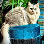 Roxy a rejoint le concours — aidez-le/la à gagner de superbes lots ! cat, fluffy, green_eyes, stool, velvet, teal, fringe, plant, leaves, indoor, brick_wall, blue, tail, feline, pet, animal, cozy, portrait, sitting, beautiful