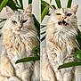 Roxy a rejoint le concours — aidez-le/la à gagner de superbes lots ! cat, fluffy, cream_colored, green_leaves, plant, portrait, close_up, feline, whiskers, sitting, expression, funny_face, indoor, pet, animal, cute, fur, eyes, nature, dual_image