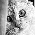 Antony O.