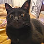 black_cat, cat, wide_eyes, indoor, fur, animal, pet, curious, close_up, whiskers, ears, face, mammal, feline, domestic_cat, bedspread, cozy, room, curiosity, portrait