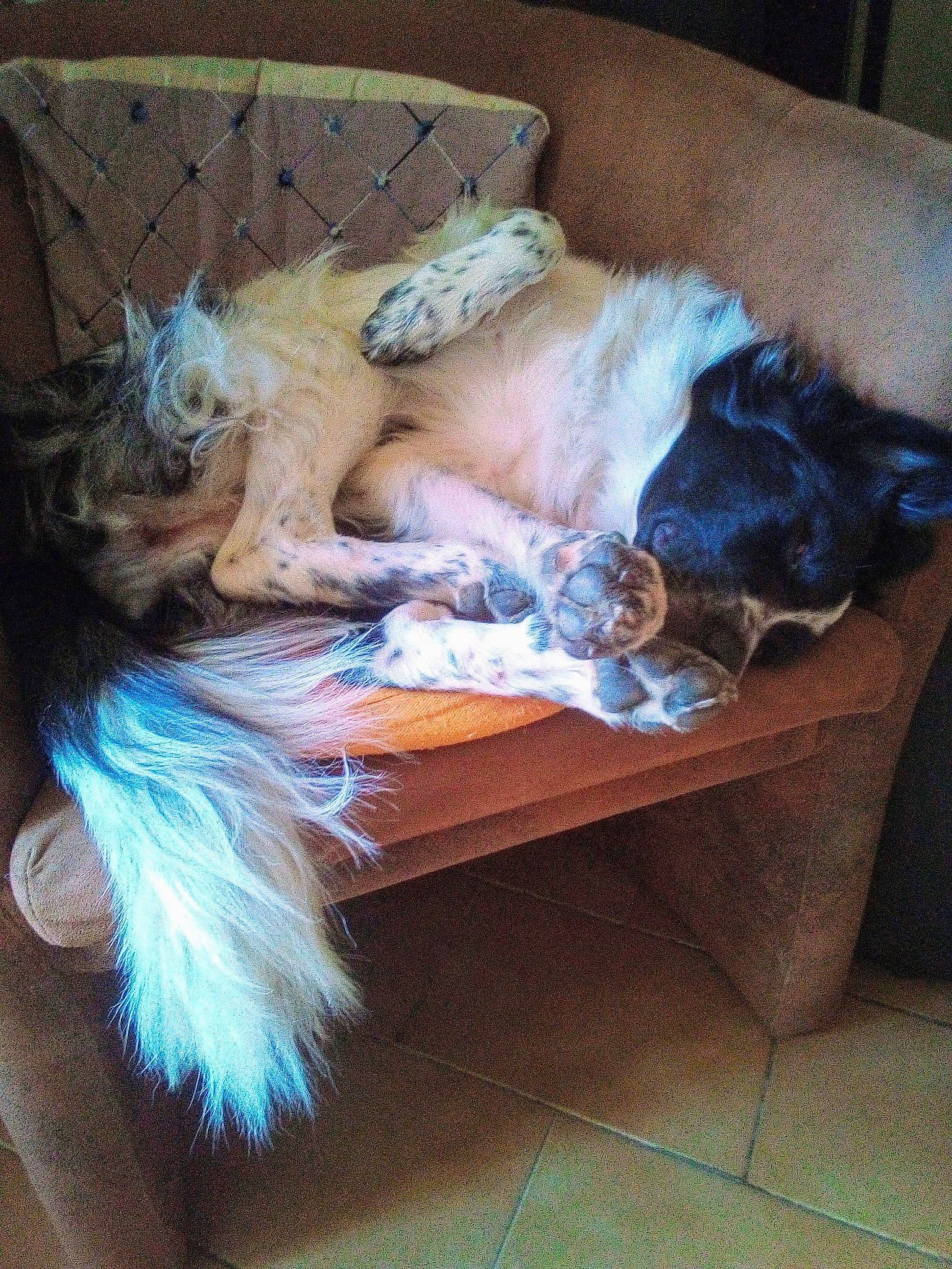 Rider participe au concours pour gagner de l'argent avec cette photo : canidae, carnivore, comfort, companion_dog, couch, dog, dog_breed, electric_blue, fawn, feather, felidae, fur, plastic_bag, sitting, small_to_medium_sized_cats, sporting_group, tail, toy, toy_dog, wood