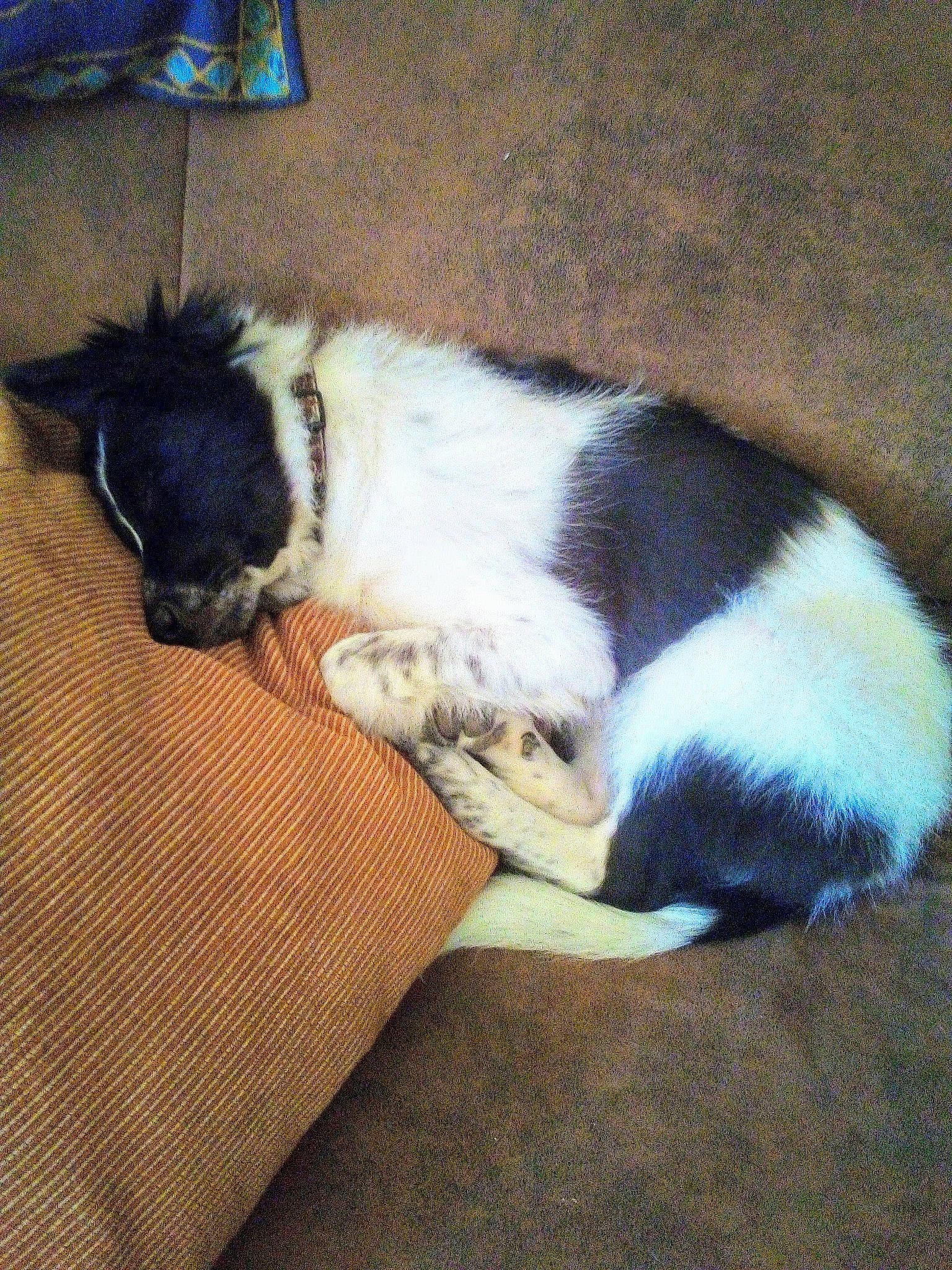 Rider a rejoint le concours — aidez-le/la à gagner de superbes lots ! bored, canidae, carnivore, comfort, companion_dog, couch, dog, dog_breed, fawn, felidae, fur, nap, non_sporting_group, paw, puppy, sleep, snout, sporting_group, tail, working_animal