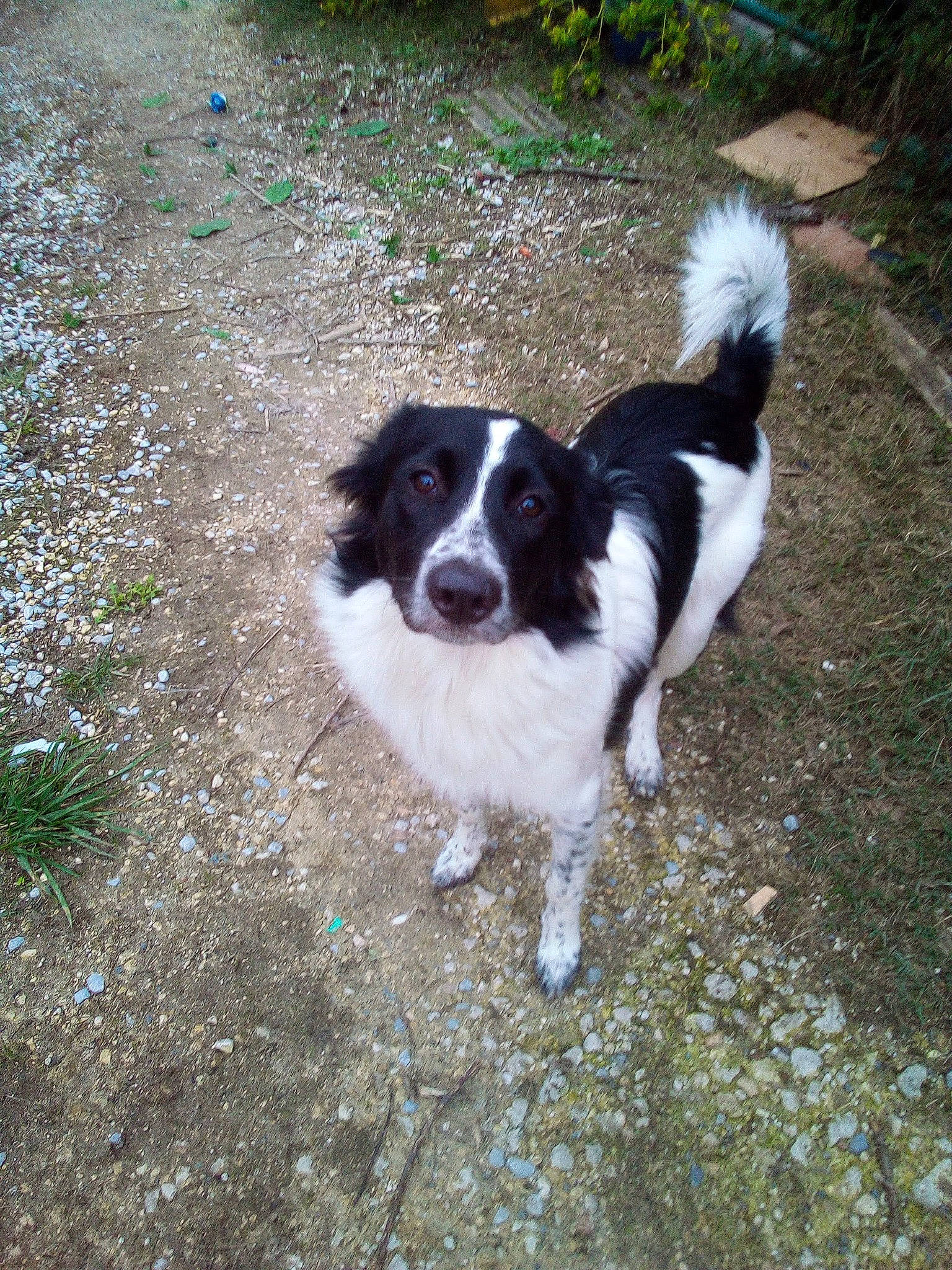Rider a rejoint le concours — aidez-le/la à gagner de superbes lots ! border_collie, canidae, carnivore, companion_dog, dog, dog_breed, fur, grass, gun_dog, herding_dog, plant, road_surface, shadow, soil, spaniel, sporting_group, tail, terrestrial_animal, toy_dog, working_dog
