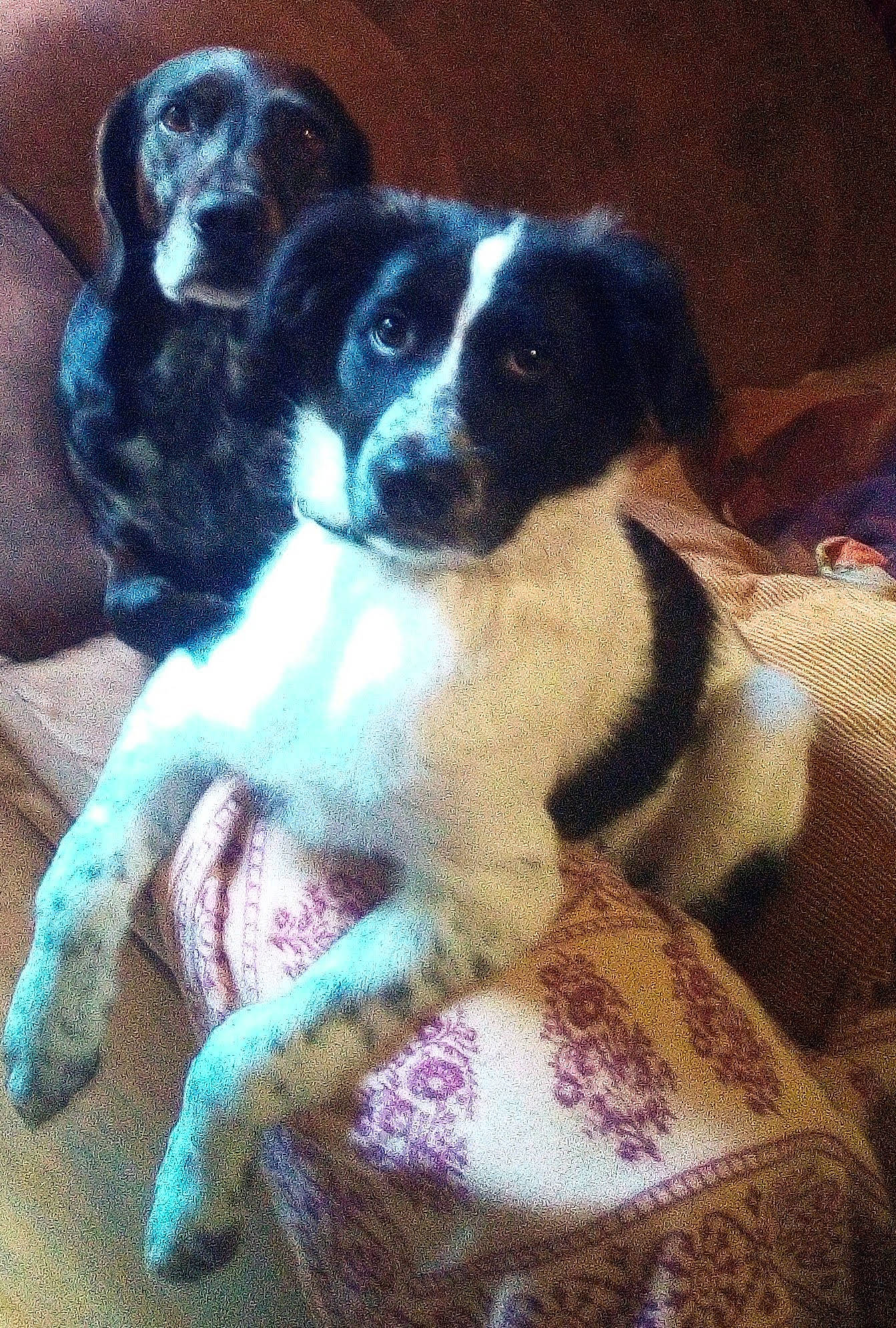 Rider a rejoint le concours — aidez-le/la à gagner de superbes lots ! art, canidae, carnivore, comfort, companion_dog, dog, dog_breed, fur, non_sporting_group, painting, pattern, paw, sporting_group, toy_dog, working_animal