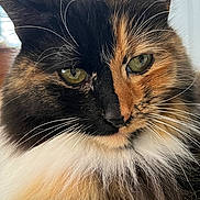 Lola joined the competition — help win amazing prizes! calico, cat, close_up, cute, domestic_cat, ears, face, feline, fluffy, fur_texture, gaze, green_eyes, indoor, long_fur, nose, pet, portrait, tortoiseshell_cat, whiskers, white_whiskers