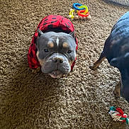 Bull is registered to the contest to win money with this photo: dog, pet, indoor, carpet, toy, animal, clothing, red, black, checkered, cute, companion, furniture, floor, puppy, playful, friend, canine, domestic, texture