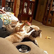 Frank Sinatra joined the competition — help win amazing prizes! cat, couch, living_room, wooden_cabinet, quilt, animal_pattern, decor, pet, feline, playful, indoor, cozy, carpet, hand, furniture, interaction, cute, domestic, two_cats, relaxing