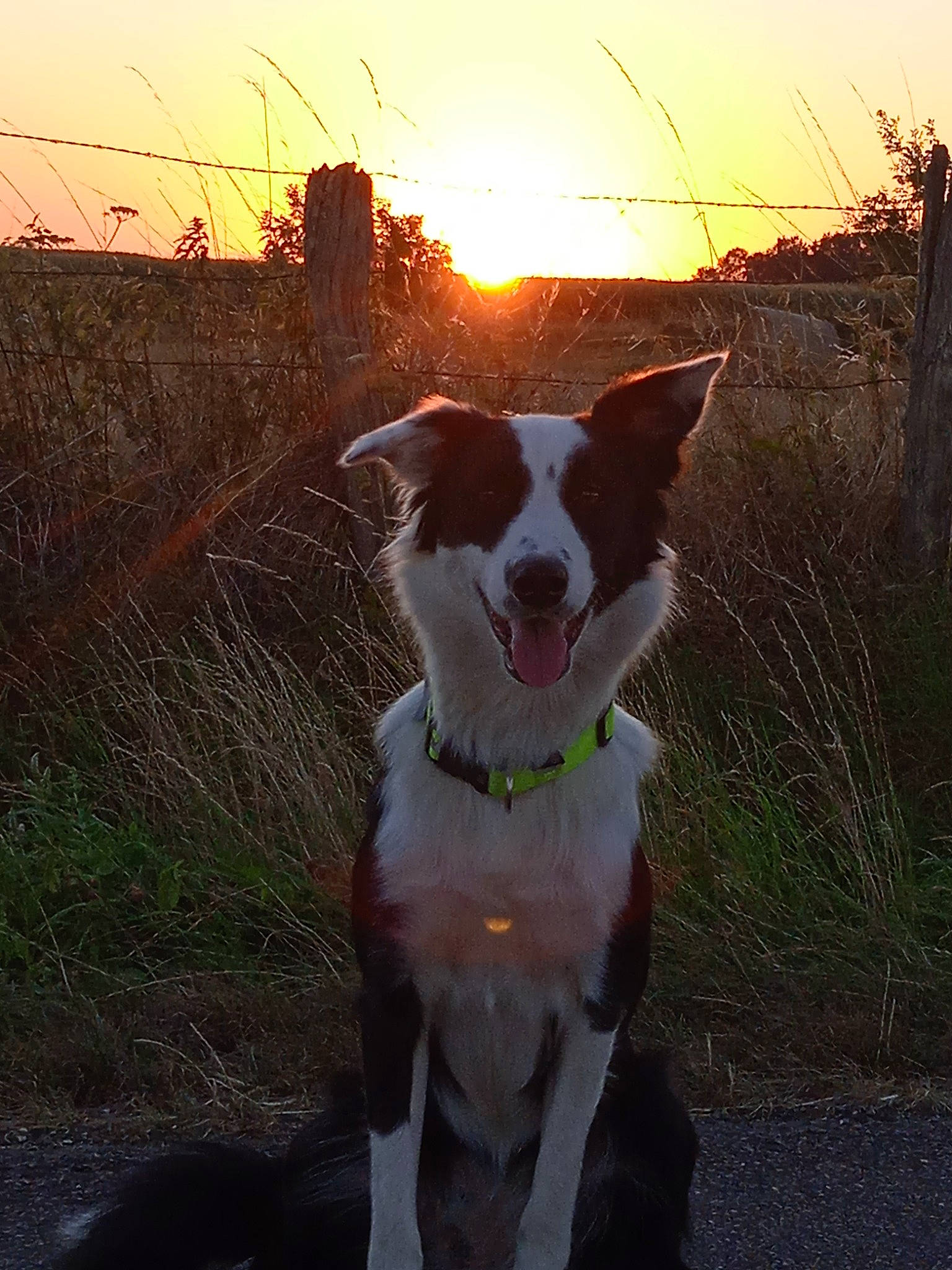 Skyla participe au concours pour gagner de l'argent avec cette photo : backlighting, canidae, carnivore, collar, companion_dog, dog, dog_breed, dog_collar, evening, grass, landscape, plant, sky, snout, sporting_group, sunlight, tail, tree, walking, whiskers