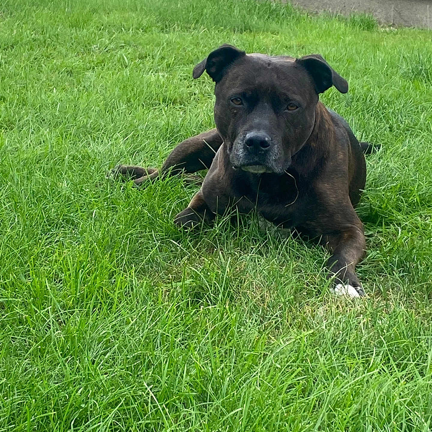 Murphy a rejoint le concours — aidez-le/la à gagner de superbes lots ! animal, brindle, canine, dog, domestic_animal, ears, face, field, fur, grass, greenery, lawn, mammal, nature, outdoor, pet, portrait, quiet, resting, watchful