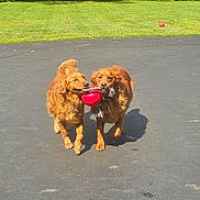 Barley And Remy joined the competition — help win amazing prizes! dog, golden_retriever, playing, toy, ball, outdoor, sunny, grass, driveway, pet, animal, friendship, tug_of_war, fur, mammal, cute, active, daytime, canine, two_dogs