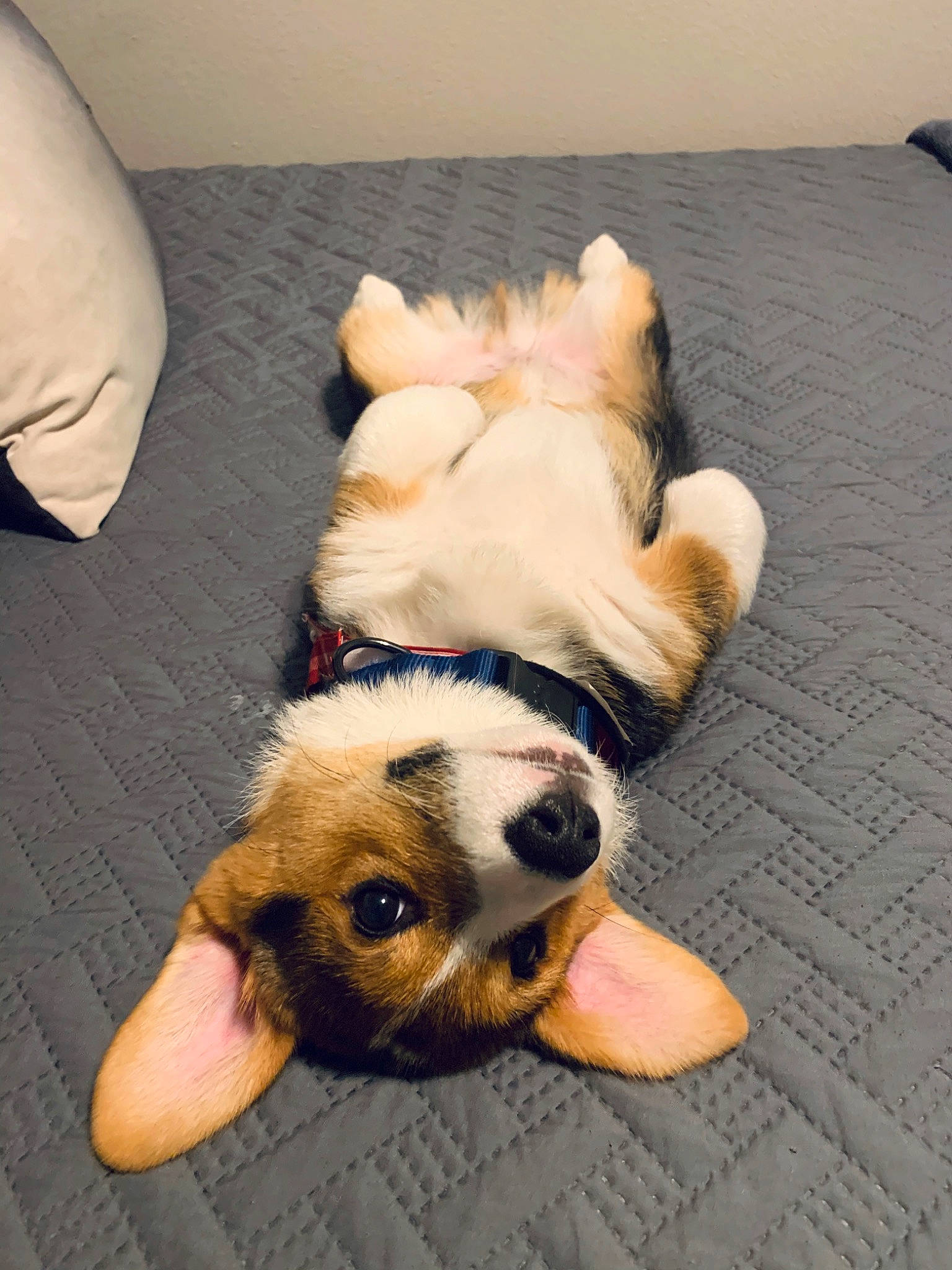 Obi joined the competition — help win amazing prizes! canidae, cardigan_welsh_corgi, carnivore, companion_dog, dog, dog_breed, dog_toy, ear, fawn, paw, pembroke_welsh_corgi, puppy, puppy_love, snout, welsh_corgi