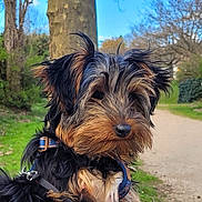 Jake participe au concours pour gagner de l'argent avec cette photo : blue_sky, close_up, dog, ears, fur, grass, harness, leash, nature, nose, outdoor, park, pathway, pet, portrait, puppy, snout, tree, whiskers, yorkshire_terrier
