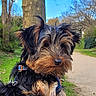 blue_sky, close_up, dog, ears, fur, grass, harness, leash, nature, nose, outdoor, park, pathway, pet, portrait, puppy, snout, tree, whiskers, yorkshire_terrier