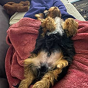 Jake a rejoint le concours — aidez-le/la à gagner de superbes lots ! belly_up, black_and_brown, blanket, blue_pants, couch, cozy, cute, dog, fur, furry, home, indoor, legs, lying_down, pet, puppy, relaxed, resting, sleeping, slippers