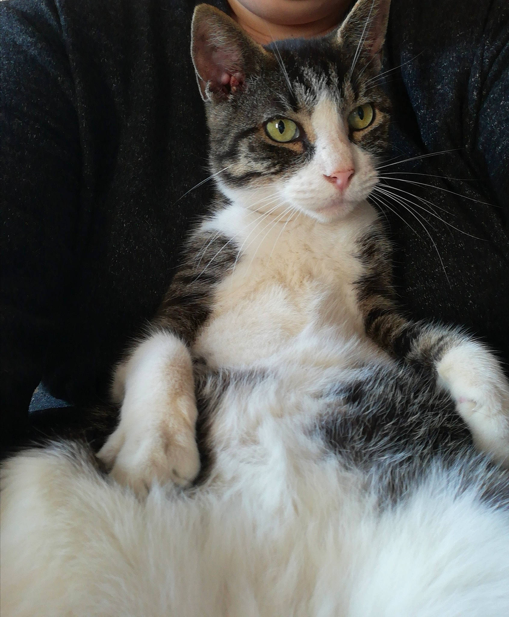 Minouche a rejoint le concours — aidez-le/la à gagner de superbes lots ! aegean_cat, american_shorthair, american_wirehair, asian, carnivore, cat, claw, domestic_long_haired_cat, domestic_short_haired_cat, european_shorthair, felidae, fur, kitten, mammal, paw, polydactyl_cat, small_to_medium_sized_cats, tabby_cat, vertebrate, whiskers