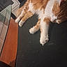 cat, sleeping, orange_and_white, feline, couch, indoor, pet, resting, fur, animal, window, glass_table, relaxation, domestic, cozy, paw, whiskers, soft, home, black_couch