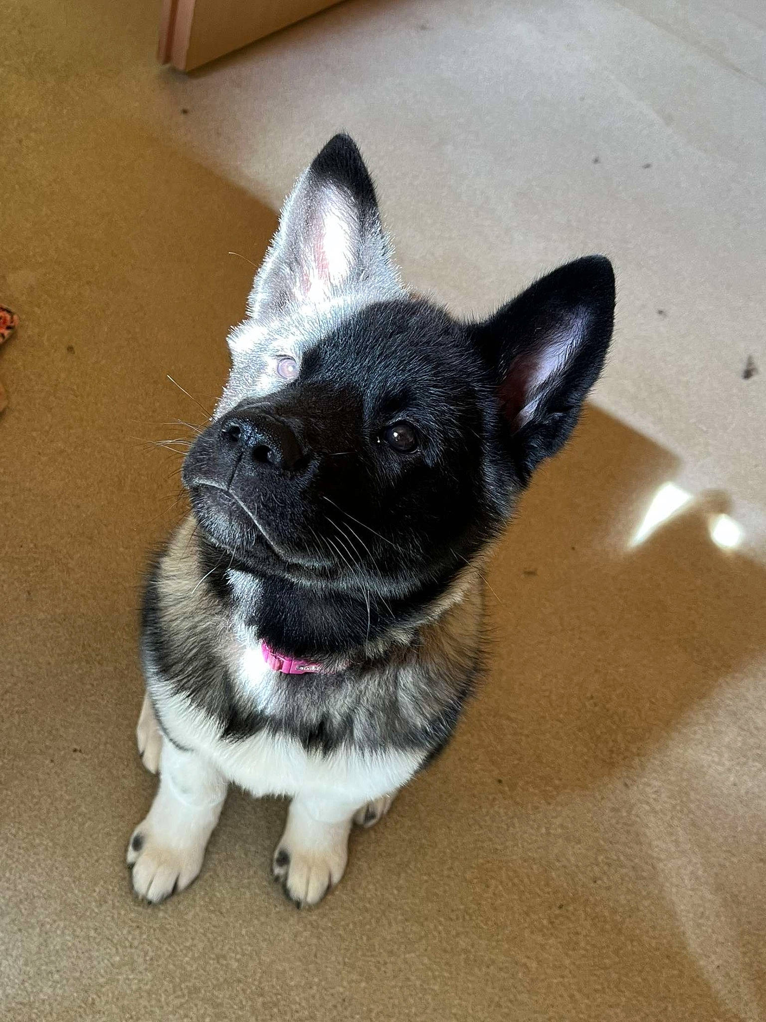 Bonnie a rejoint le concours — aidez-le/la à gagner de superbes lots ! carmine, carnivore, collar, companion_dog, dog_breed, domestic_short_haired_cat, fawn, felidae, flooring, foot, fur, human_leg, paw, plant, small_to_medium_sized_cats, snout, sporting_group, tail, whiskers, working_animal