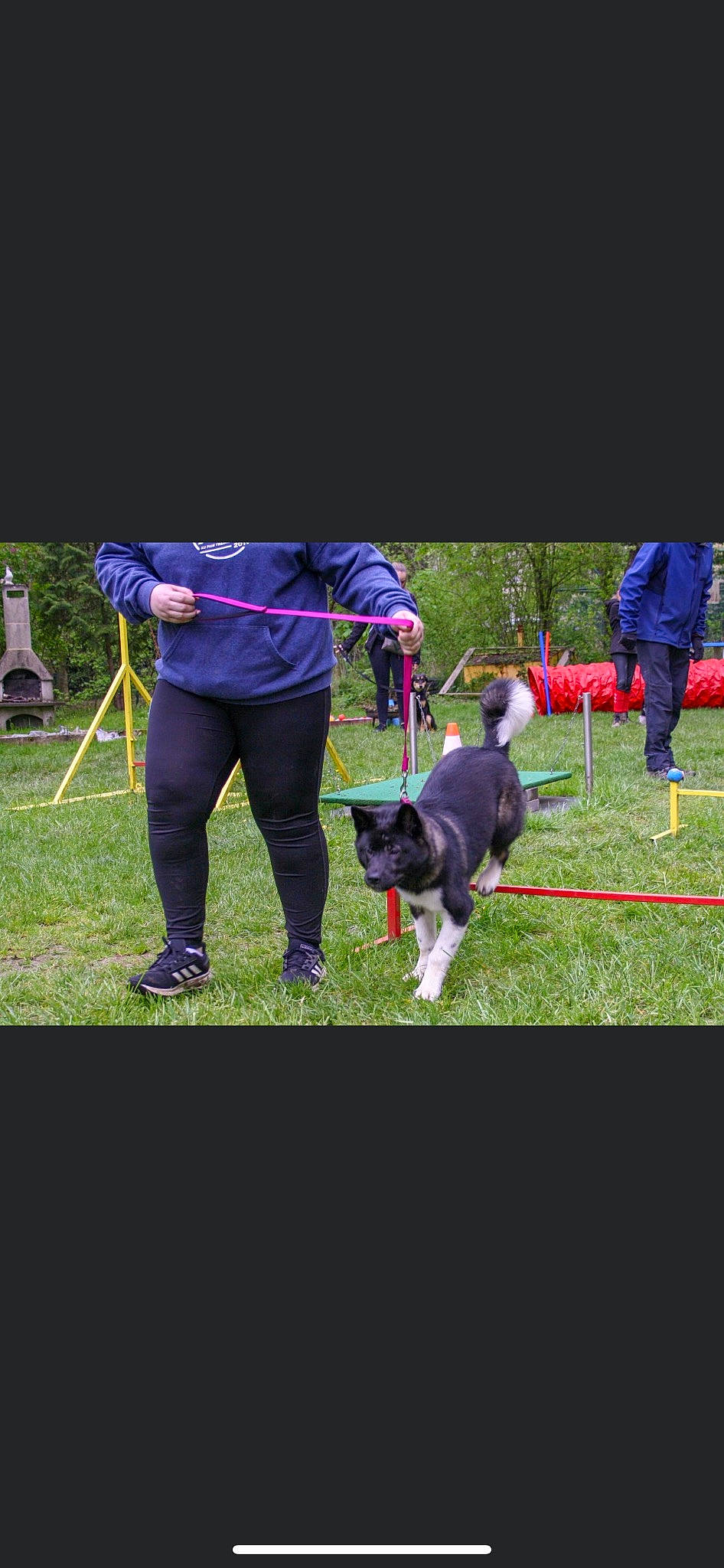 Bonnie participe au concours pour gagner de l'argent avec cette photo : animal_sports, canidae, carnivore, companion_dog, dog, dog_agility, dog_breed, dog_sports, dog_walking, electric_blue, fashion_accessory, fun, grass, leash, leisure, pet_supply, plant, recreation, sporting_group, sports