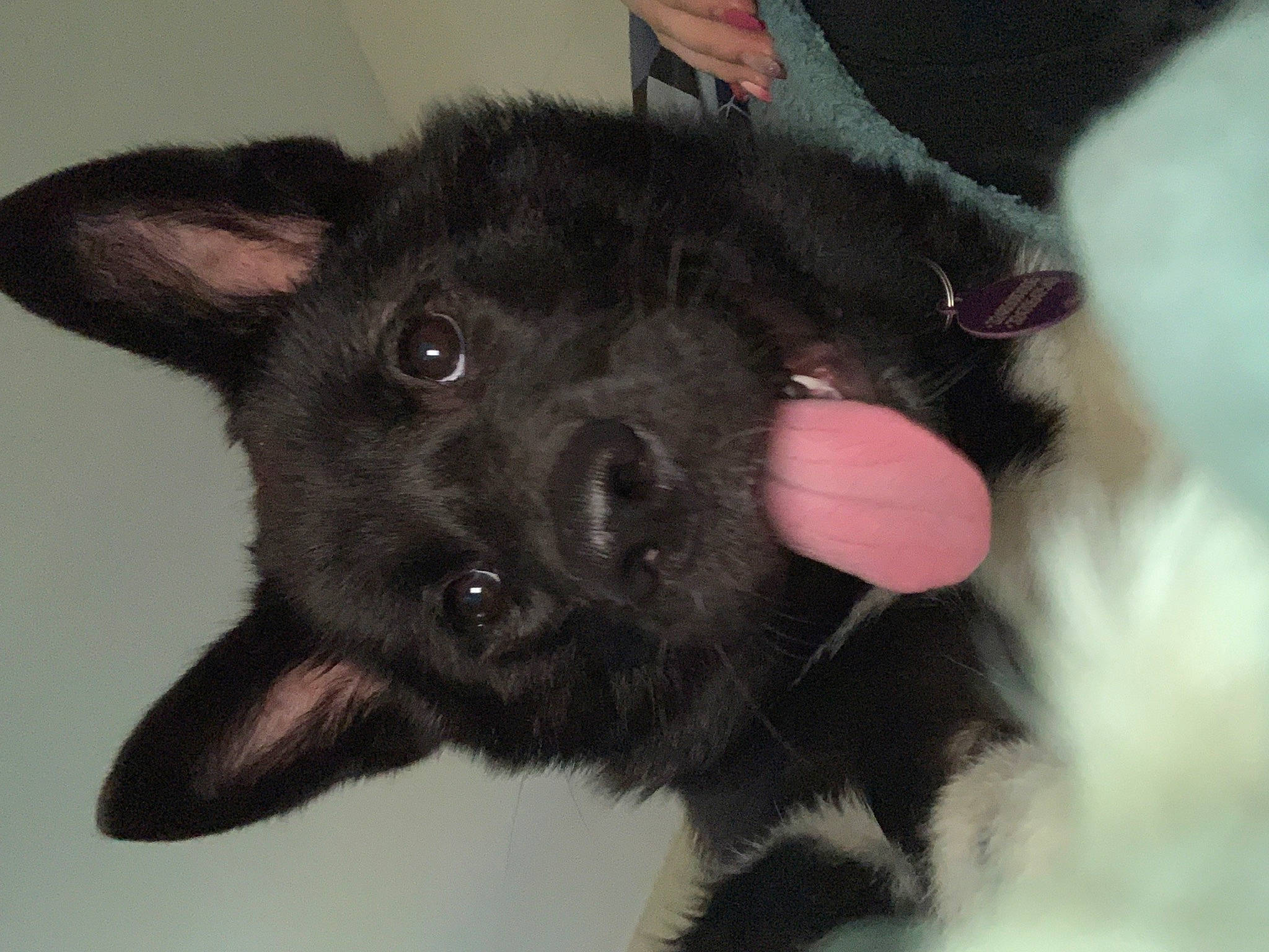 Bonnie a rejoint le concours — aidez-le/la à gagner de superbes lots ! borador, canidae, carnivore, companion_dog, dog, dog_breed, ear, fawn, fur, liver, non_sporting_group, paw, sporting_group, terrestrial_animal, whiskers, working_animal