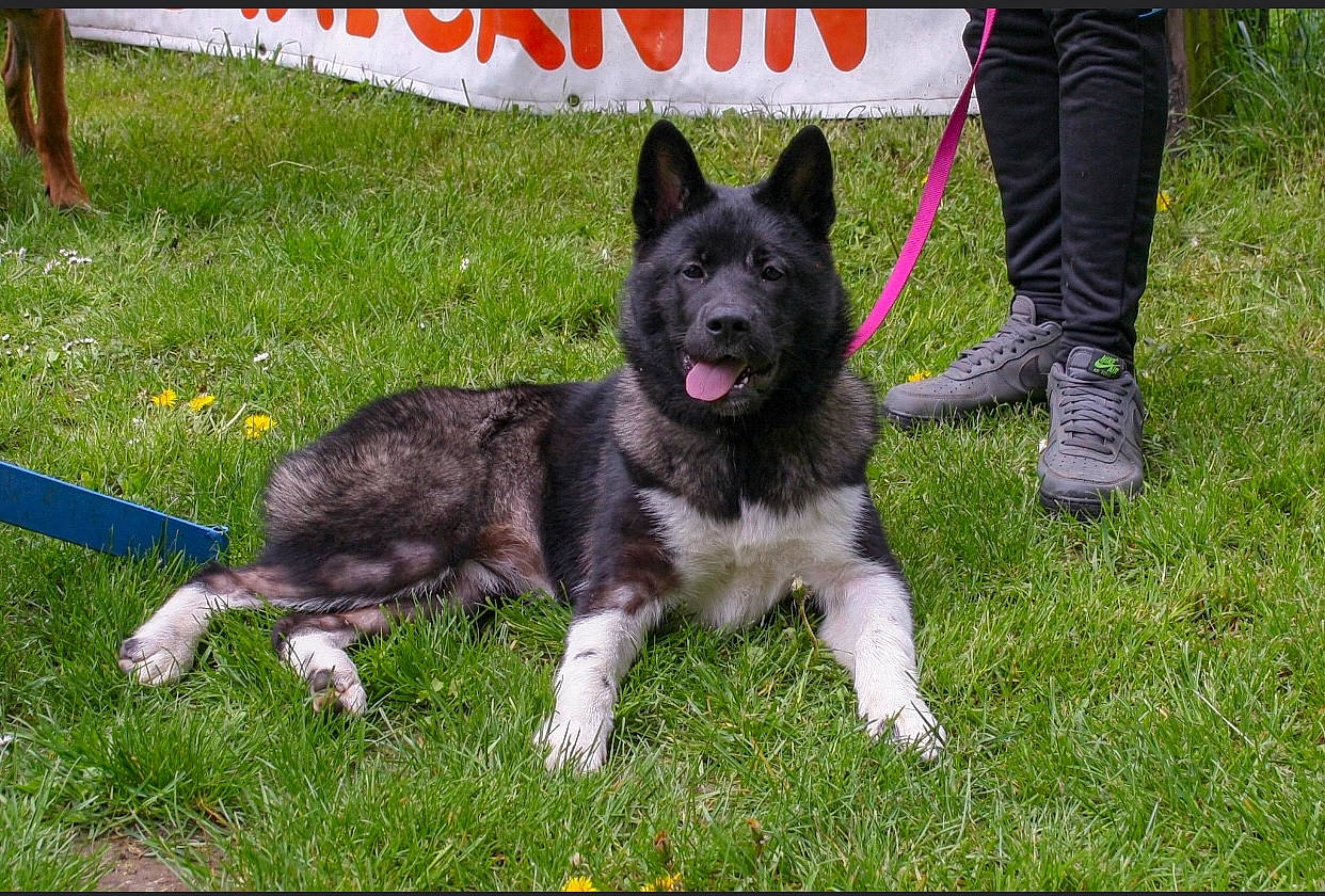 Bonnie participe au concours pour gagner de l'argent avec cette photo : carnivore, collar, companion_dog, dog, dog_breed, foot, grass, herding_dog, non_sporting_group, plant, sporting_group, tail, working_animal, working_dog
