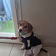 Molly a rejoint le concours — aidez-le/la à gagner de superbes lots ! beagle, brown_and_white, collar, cute, dog, floor, glass_door, indoor, leash, looking_up, paws, pet, portrait, puppy, shirt, sitting, tail, tile_floor, wall, window
