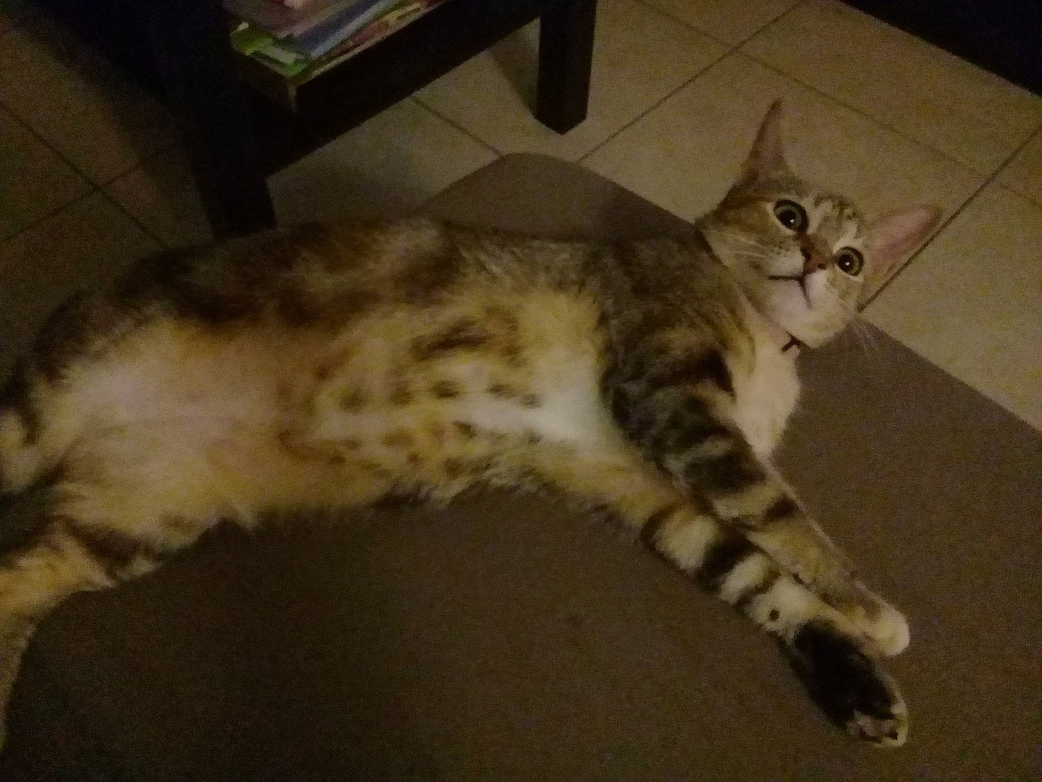 Minette a rejoint le concours — aidez-le/la à gagner de superbes lots ! american_shorthair, asian, australian_mist, bengal, carnivore, cat, domestic_short_haired_cat, dragon_li, egyptian_mau, european_shorthair, felidae, kitten, mammal, ocicat, small_to_medium_sized_cats, sokoke, tabby_cat, tail, vertebrate, whiskers