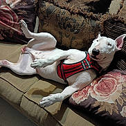 King is registered to the contest to win money with this photo: bull_terrier, couch, cute, dog, ears, floral_pillow, harness, home, interior, lying_down, nose, paws, pet, pillow, portrait, relaxed, sleepy, sofa, upholstery, white_dog