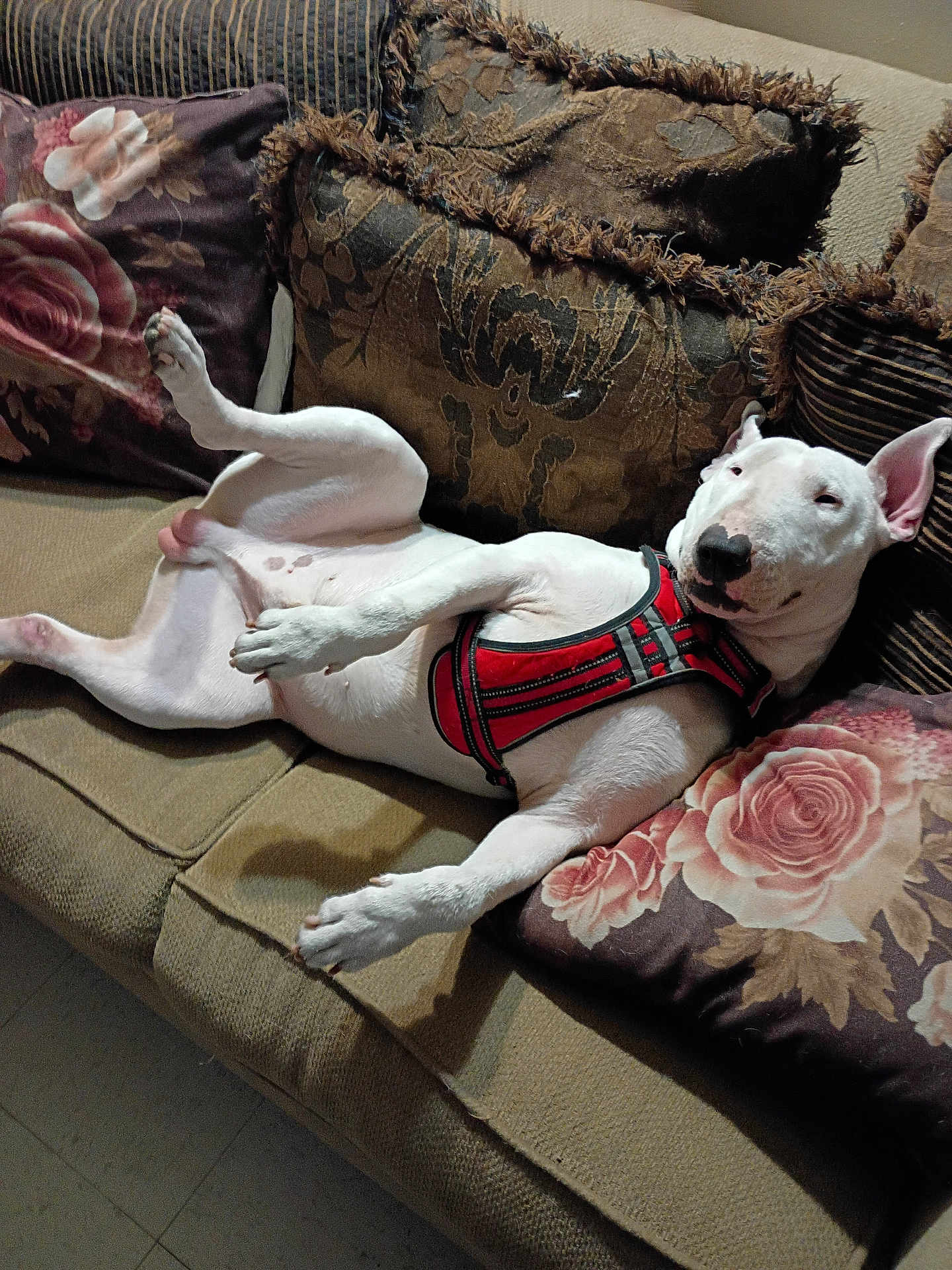 King is registered to the contest to win money with this photo: bull_terrier, couch, cute, dog, ears, floral_pillow, harness, home, interior, lying_down, nose, paws, pet, pillow, portrait, relaxed, sleepy, sofa, upholstery, white_dog