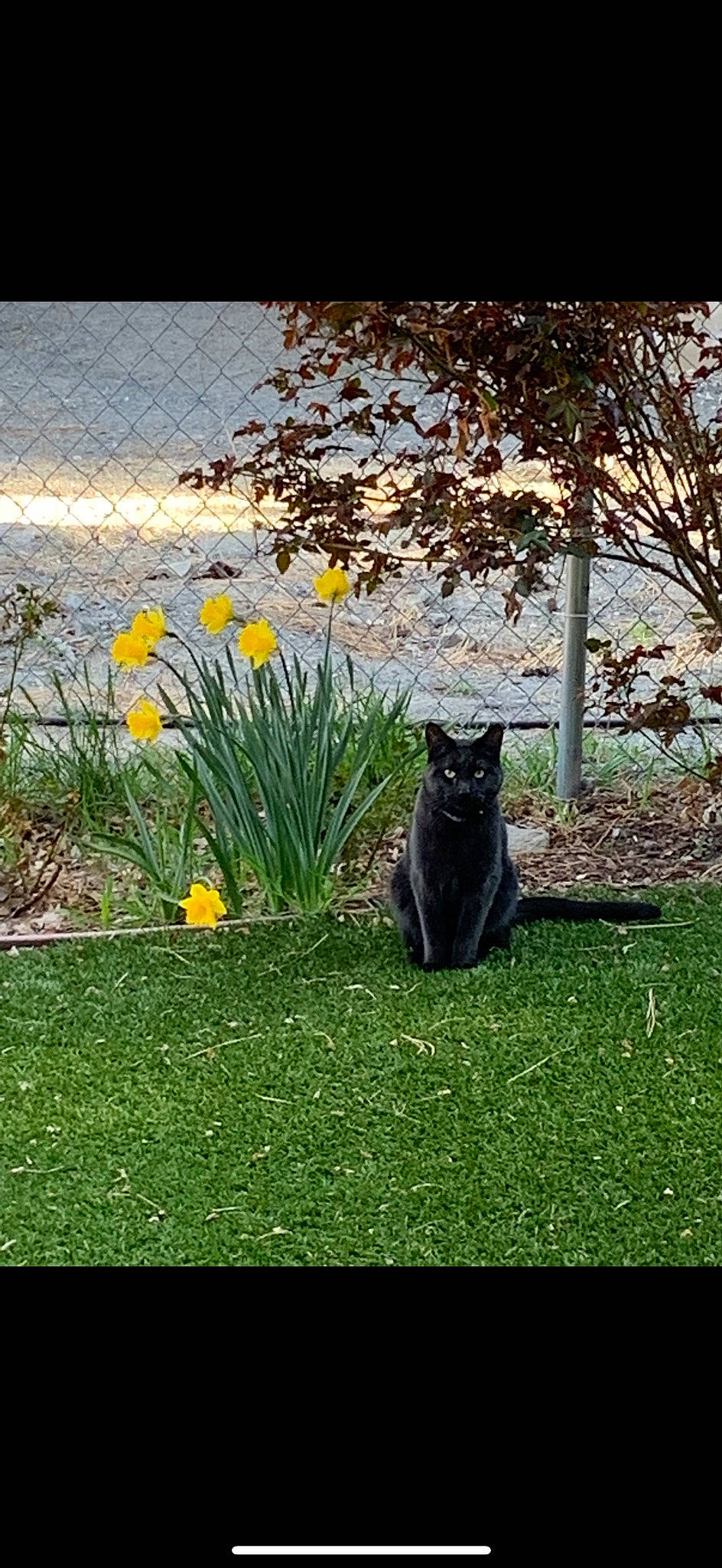 Einstein joined the competition — help win amazing prizes! carnivore, cat, felidae, flower, garden, grass, grass_family, grassland, landscape, plant, shrub, small_to_medium_sized_cats, tail, terrestrial_animal, tints_and_shades, tree, trunk, whiskers, wildlife, wood