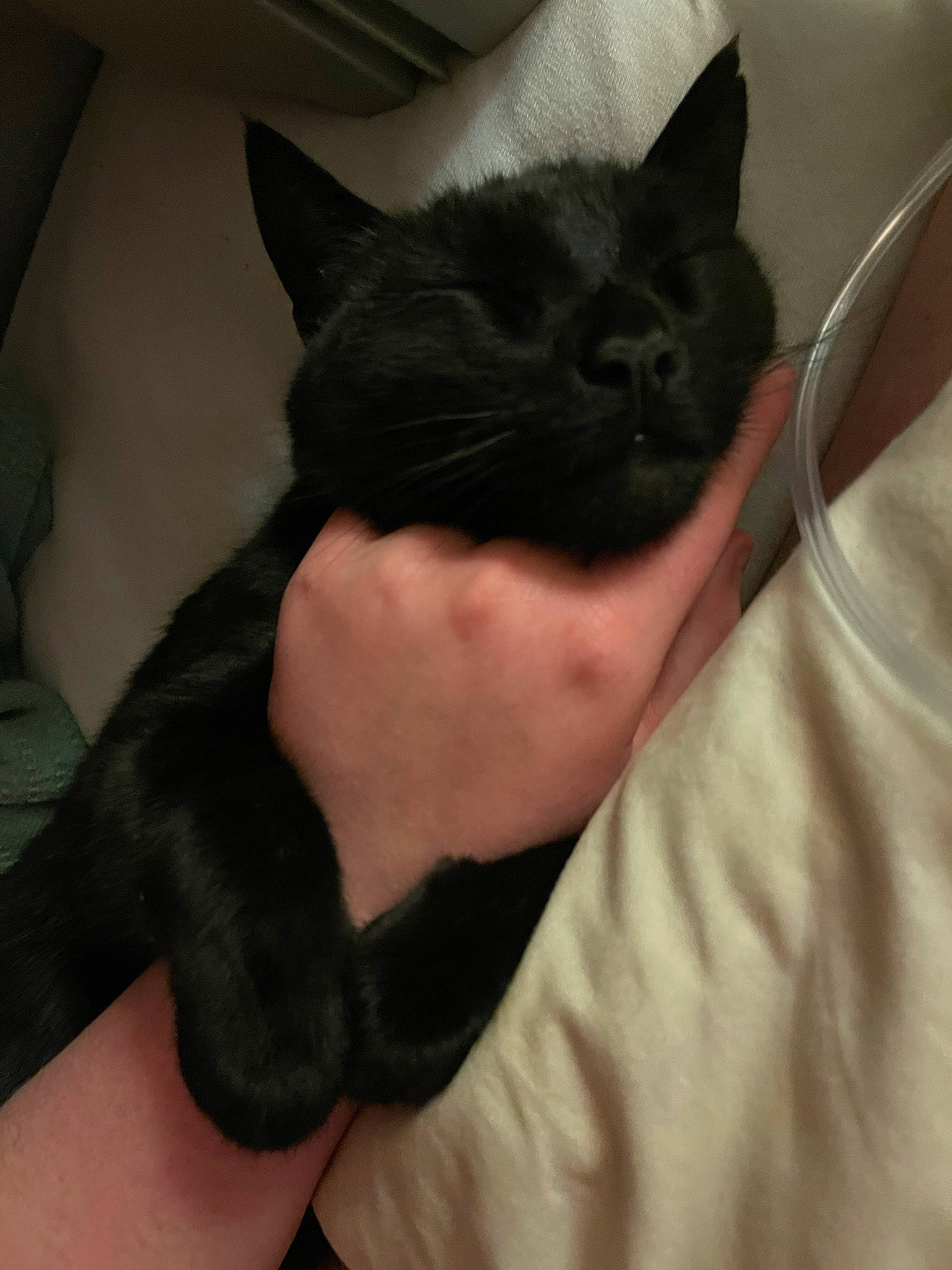 Einstein is registered to the contest to win money with this photo: black_cat, bombay, carnivore, cat, claw, comfort, domestic_short_haired_cat, ear, eye, felidae, finger, fur, gesture, head, leg, sitting, small_to_medium_sized_cats, snout, tail, whiskers