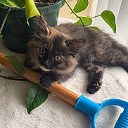 Mavis joined the competition — help win amazing prizes! animal, blue_handle, cat, closeup, curious, domestic, furry, green, indoor, kitten, leaf, natural_light, pet, plant, potted_plant, resting, soft_surface, tortoiseshell, wooden_stick, young_animal