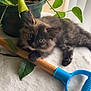 animal, blue_handle, cat, closeup, curious, domestic, furry, green, indoor, kitten, leaf, natural_light, pet, plant, potted_plant, resting, soft_surface, tortoiseshell, wooden_stick, young_animal