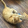 Voltaire a rejoint le concours — aidez-le/la à gagner de superbes lots ! active, animal, cat, claws, collar, cute, domestic_cat, feline, fur, indoor, mammal, motion_blur, orange_tabby, pet, playing, string, tail, toy, whiskers, wooden_floor