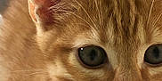 Voltaire a rejoint le concours — aidez-le/la à gagner de superbes lots ! animal, cat, close_up, collar, curious, cute, domestic_cat, ears, eyes, face, feline, fur, indoor, kitten, muzzle, orange_tabby, pet, pink_nose, whiskers, young